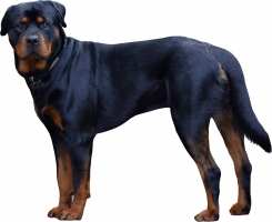 Rottweiler-d.jpg