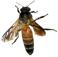 rock-bee.jpg