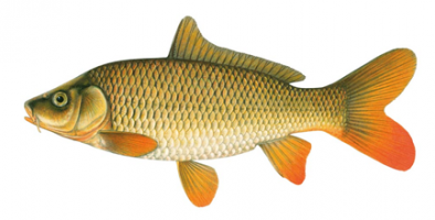 Common Carp Fish Information