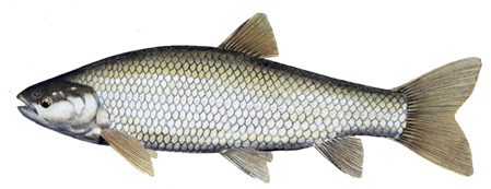 Grass Carp Fish Aquaculture