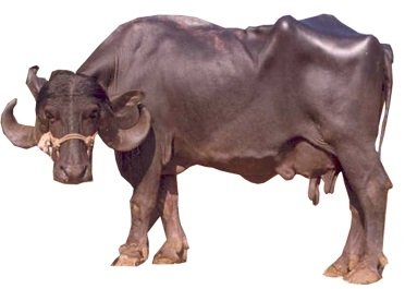 JAFFRABADI