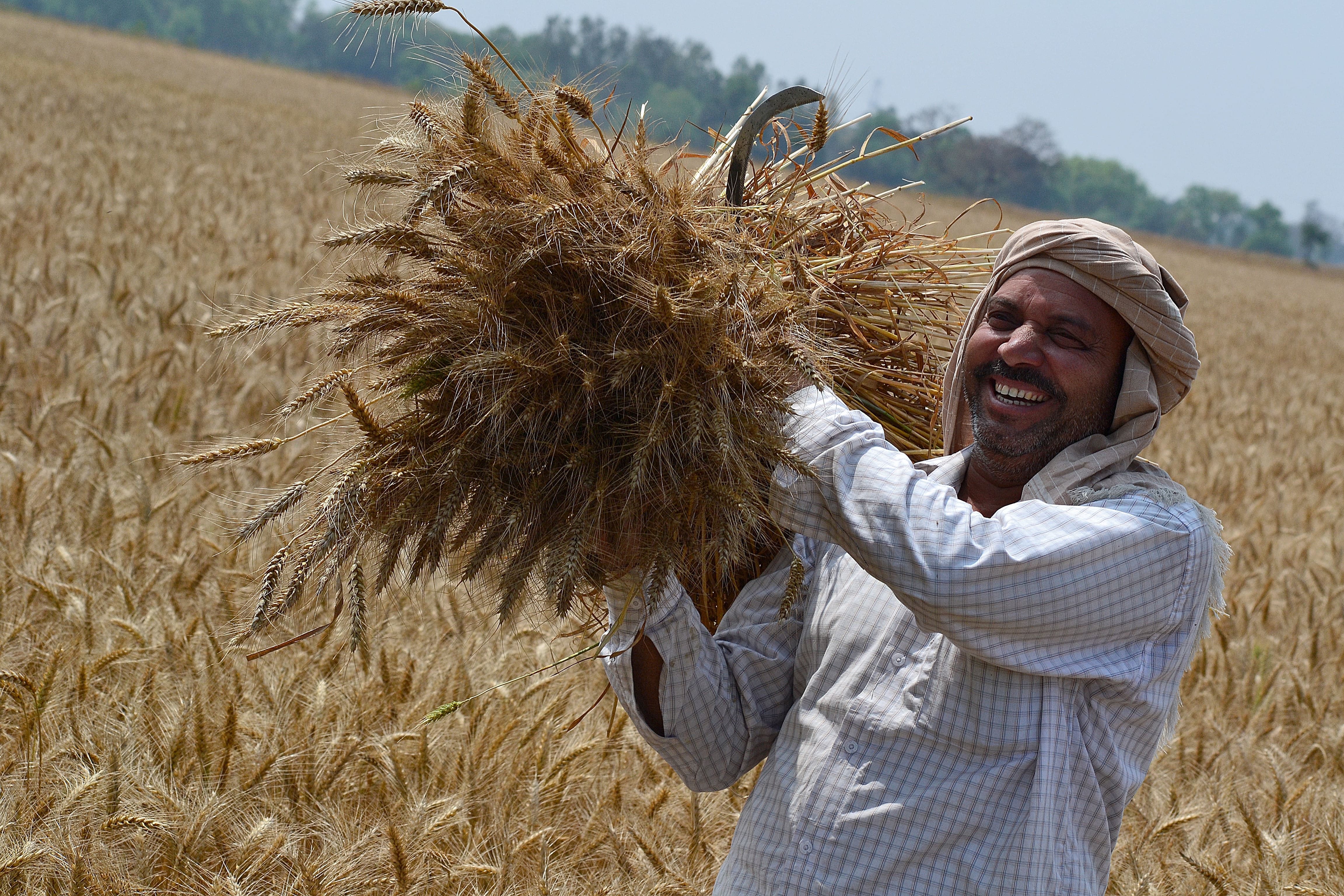 In northern india they harvest their wheat. Урожай пшеницы. Фермер пшеница. Индия пшеница. Уборка пшеницы в Индии.
