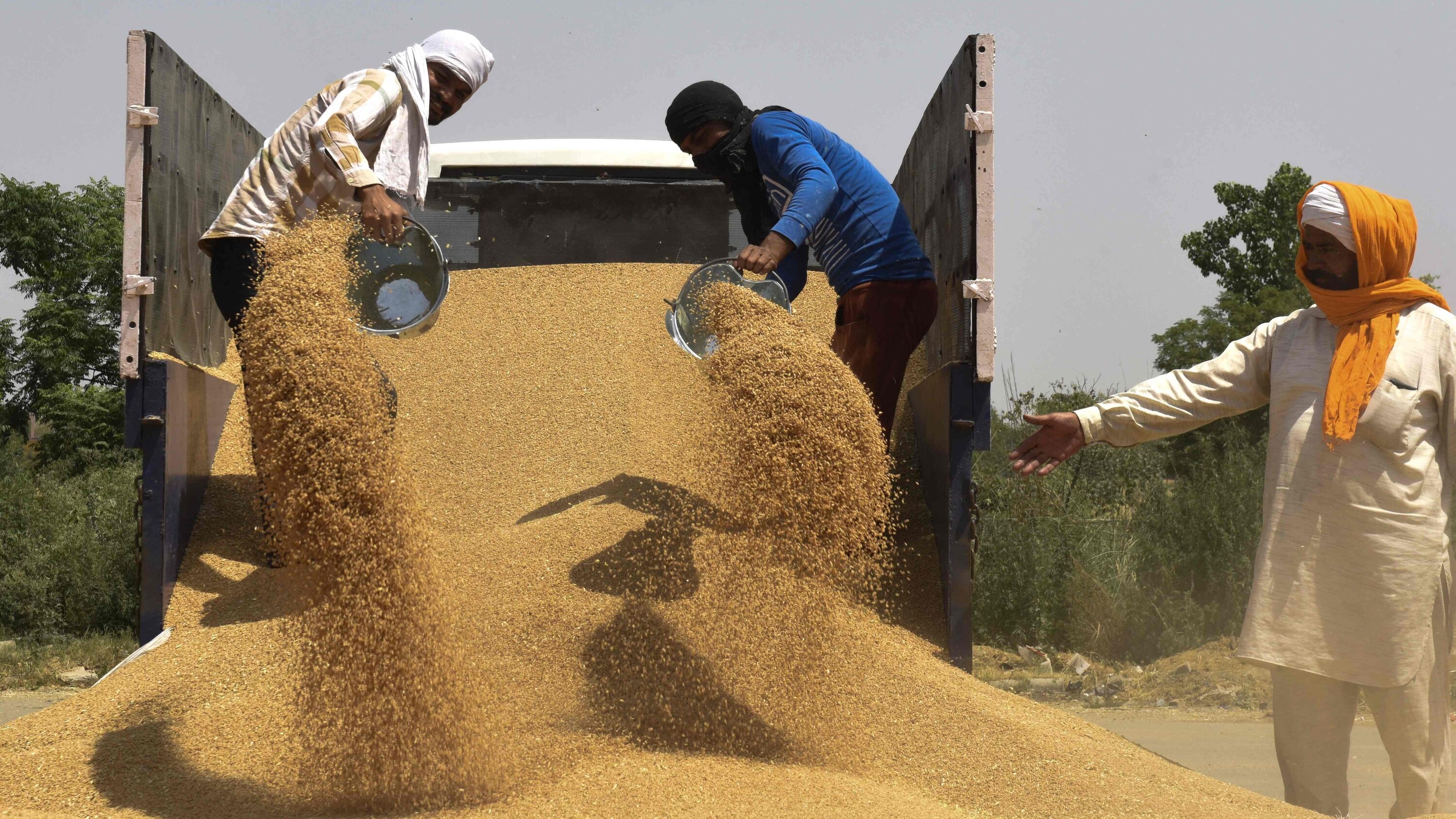 In northern india they harvest their wheat. Индийское зерно. Экспорт зерна. Индия пшеница. Индия зерновые культуры.