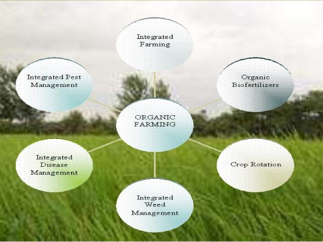 Organic Farming Techniques Fasci Garden